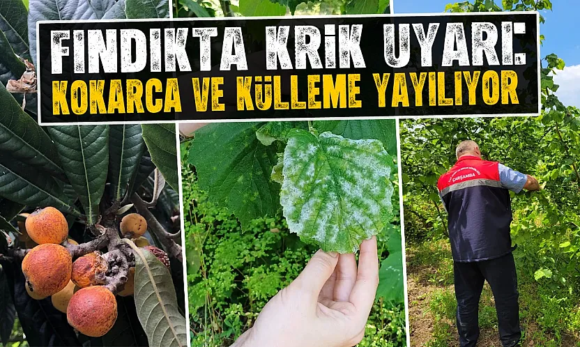 Fındık üreticilerine kritik uyarı