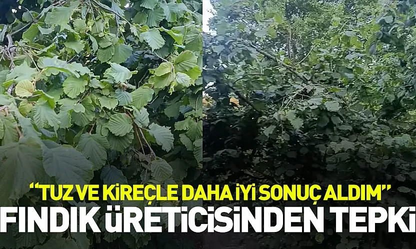 Fındık üreticisinden tepki: 'Tuz ve kireçle daha iyi sonuç aldım'
