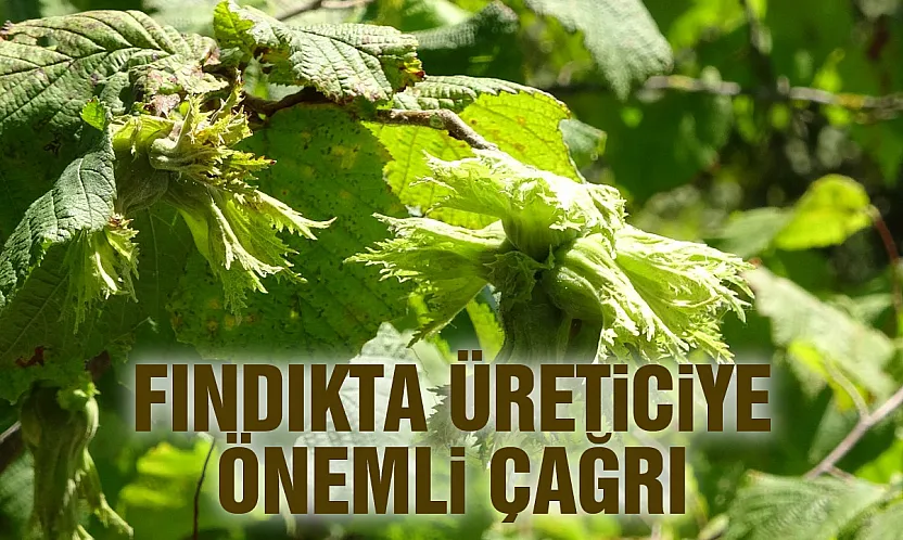 Fındıkta erken hasat alarmı: Üreticilere 'acele etmeyin' uyarısı