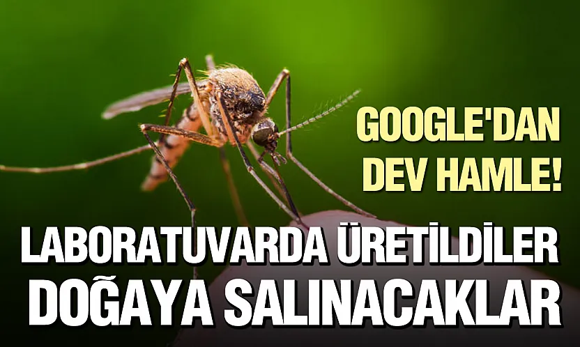 Google'dan biyolojik mücadele: Milyonlarca sivrisinek doğaya salınacak