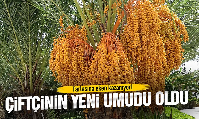 Hurma çiftçinin yeni umudu oldu