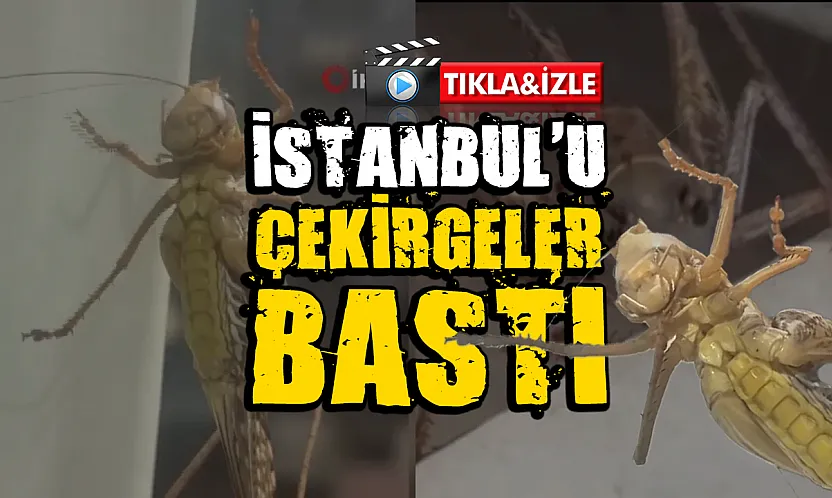 İstanbul'da Dev Çekirge Paniği