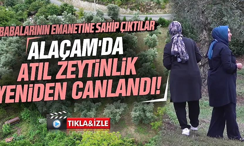 İstanbul'dan dönüp babalarının 40 yıllık zeytinliğine hayat verdiler: Alaçam'da rekolte 2 tona ulaştı