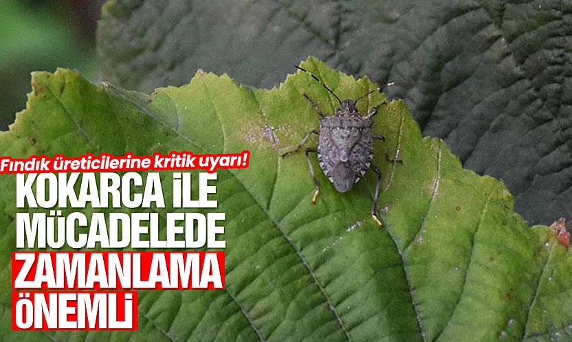 Kahverengi kokarca ile mücadelede kimyasal mücadele uyarısı