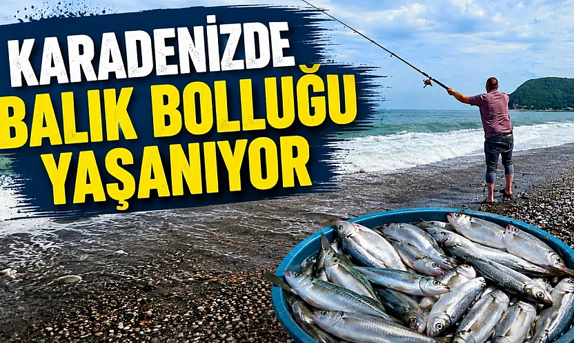 Karadeniz'de balık bolluğu yaşanıyor