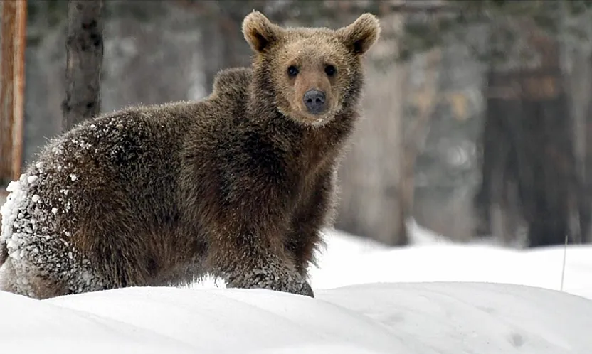 Kış uykusu nedir ? ayılar neden şimdi uyuyorlar?
