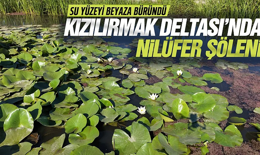Kızılırmak Deltası'nda nilüferler görsel şölen oluşturdu
