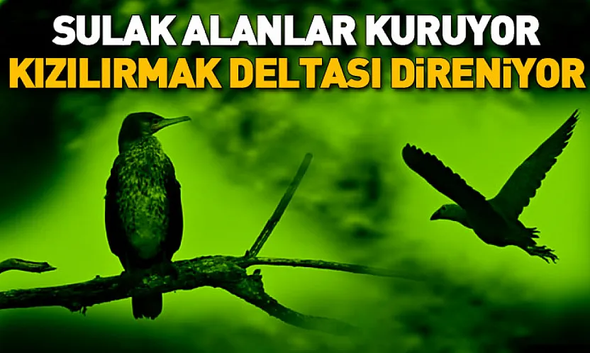 Kızılırmak Deltası Zengin Biyoçeşitliliğiyle Dikkat Çekiyor