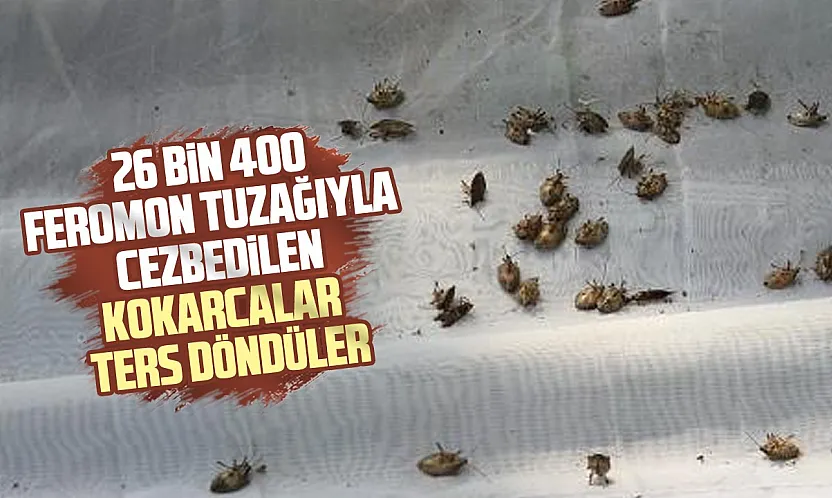 Kokarcalar önce cezbediliyor, sonra öldürülüyor
