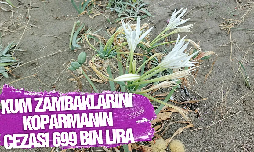 Kum zambaklarını koparmanın cezası 699 bin lira
