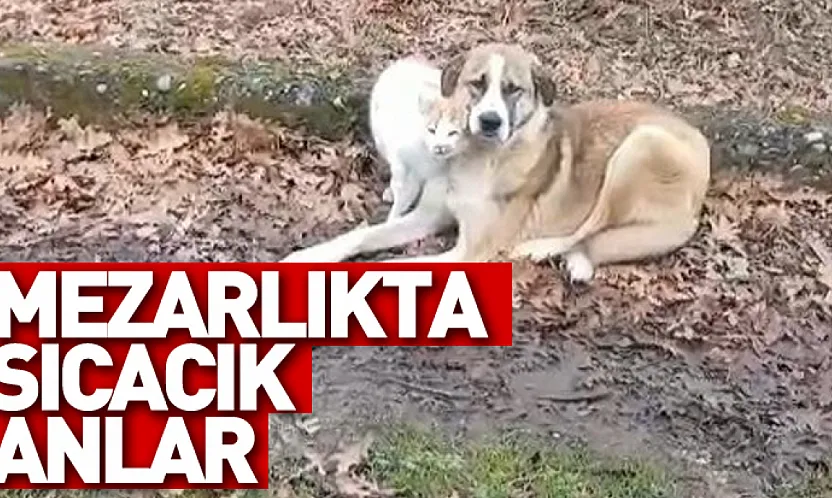Mezarlıkta Sıcacık Anlar