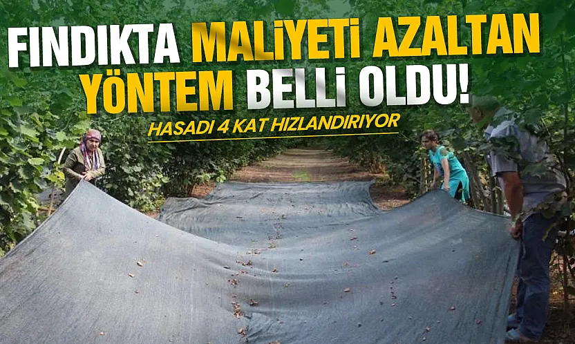 OMÜ'lü uzmandan fındık üreticisine maliyet uyarısı: 'File örtü hasadı 4 kat hızlandırıyor'
