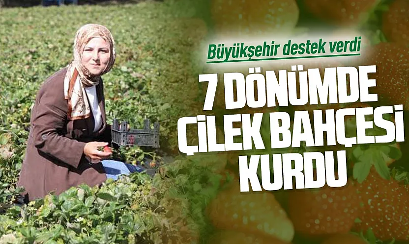Peyzaj mimarı memleketinde çilek üreticisi oldu