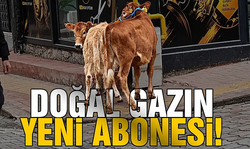 Salıpazarı'nda bilgisizlik mi, umursamazlık mı?Hayvanları Doğal Gaz Borusuna Bağladı