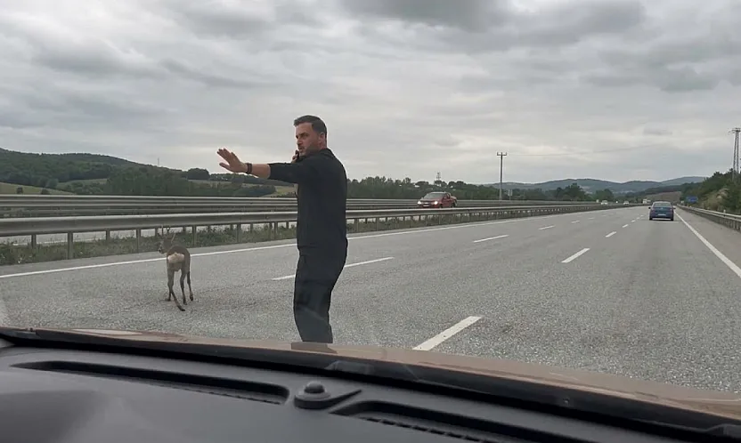 Samsun-Ankara Kara Yolunda Duyarlı Hareket: Yaralı Geyiğin Yardımına Koştular