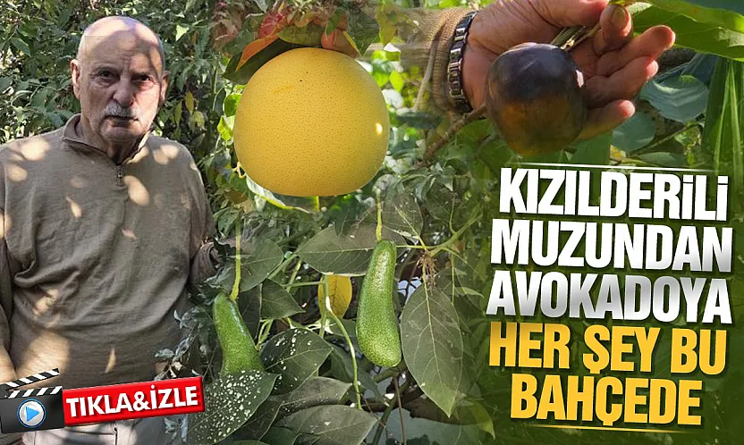 Samsun Atakum'da tropikal bahçe: 100 çeşit ürün yetişiyor