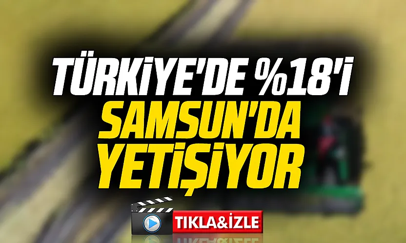 Samsun Bafra'da Çeltik Hasat Günü: Ağalık geliri tarım lisesine bağışlandı