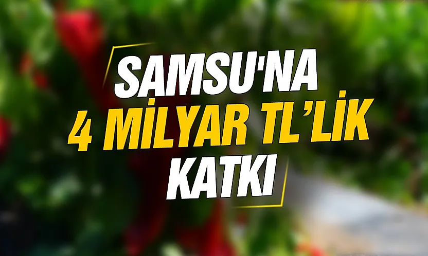Samsun Bafra Ovası'nda 'kırmızı altın' hasadı başladı