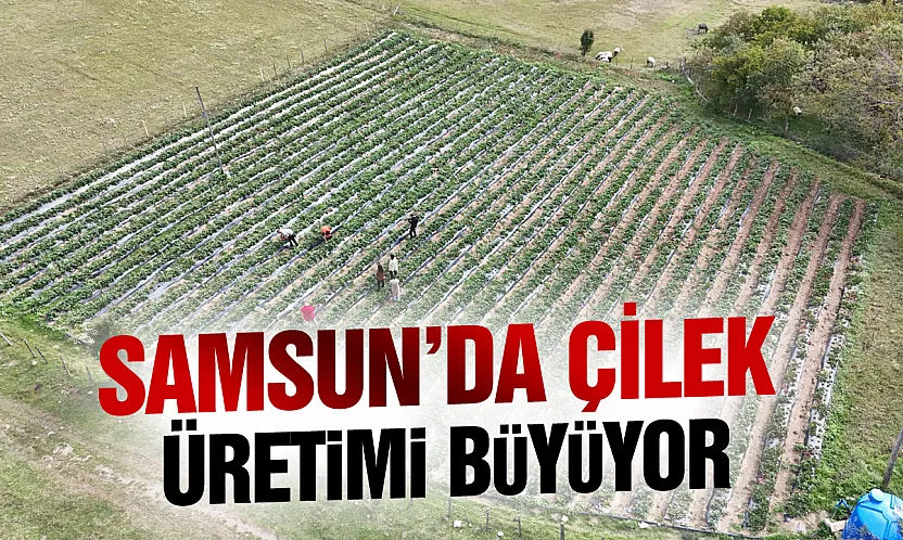 Samsun Büyükşehir destekliyor, çilek üretimi artıyor