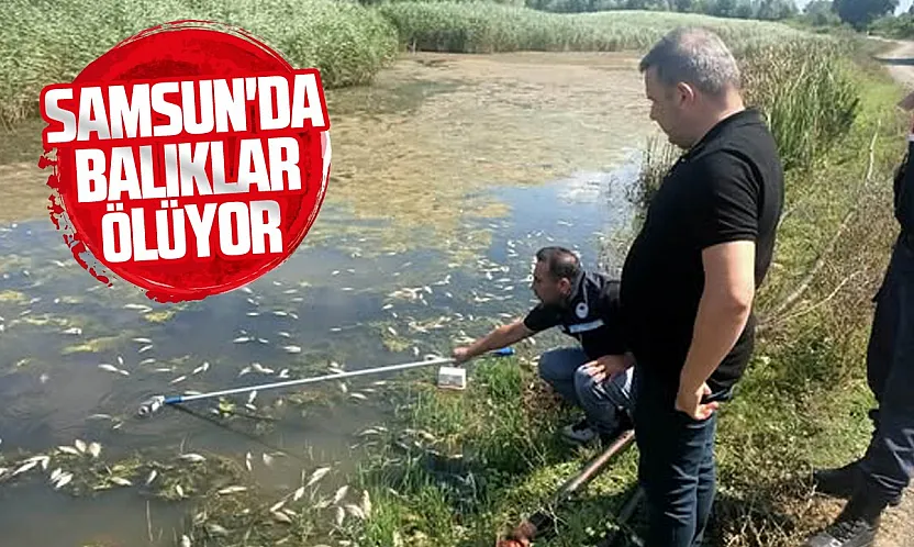 Samsun Çarşamba'da Dumanlı Gölü'ndeki balık ölümlerine inceleme