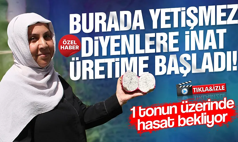Samsun Çarşamba'da ejder meyvesi hasadı başladı