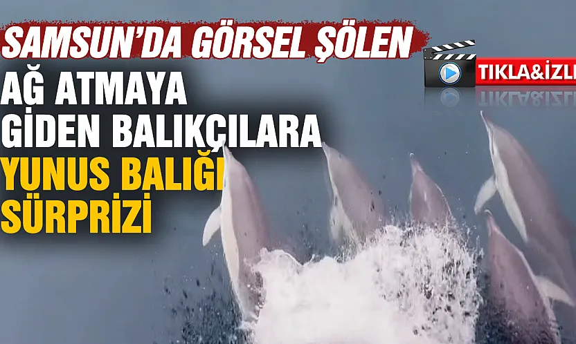 Samsun'da ağ atmaya giden balıkçılara yunus balığı sürprizi