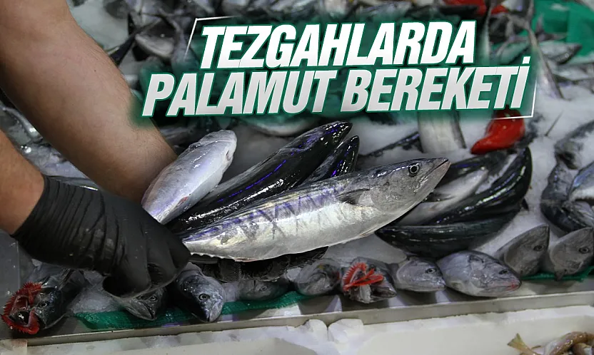 Samsun'da balık sezonunun başlamasıyla tezgâhlarda palamut bolluğu yaşanıyor