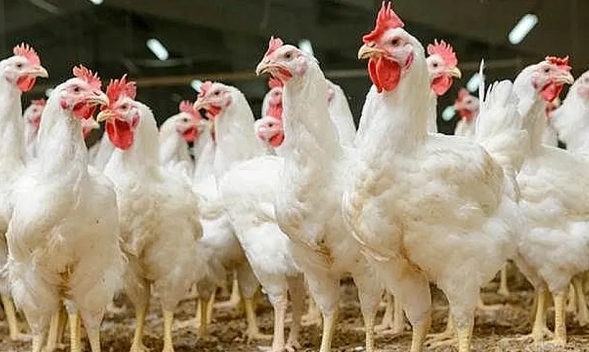Samsun'da beyaz et firmasına kayyum atandı