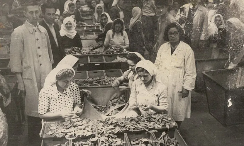 Samsun'da bir tütün dramı: Zarif parmaklı kızlar