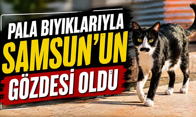 Samsun'da bıyıklarıyla ünlenen sokak kedisi: Pala Remzi