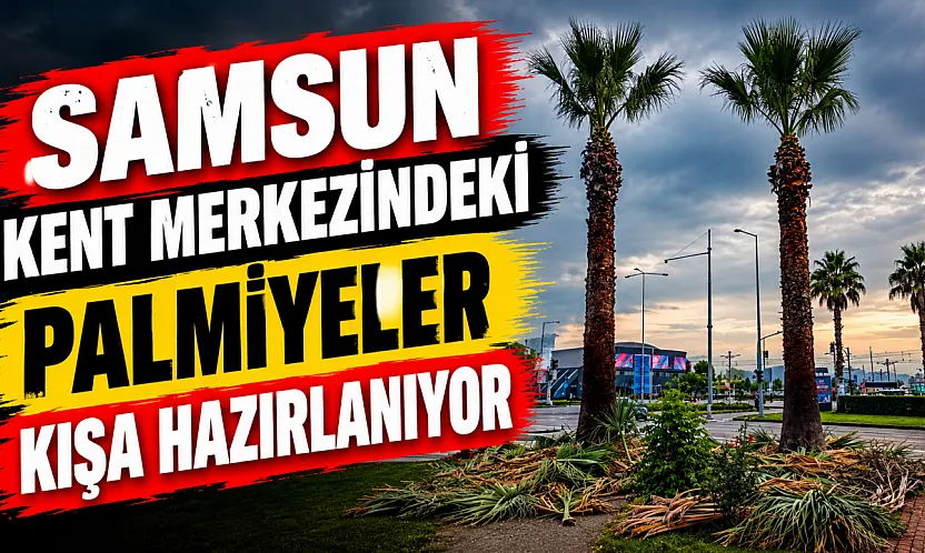 Samsun'da Cumhuriyet Meydanı'ndaki palmiye ağaçlarına sonbahar-kış bakımı