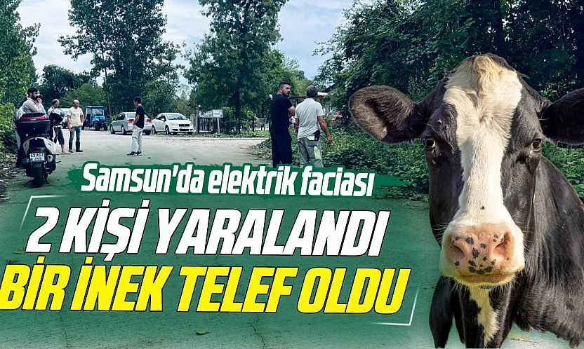Samsun'da elektrik faciası: 2 kişi yaralandı, bir inek telef oldu