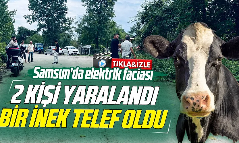 Samsun'da elektrik faciası: 2 kişi yaralandı, bir inek telef oldu