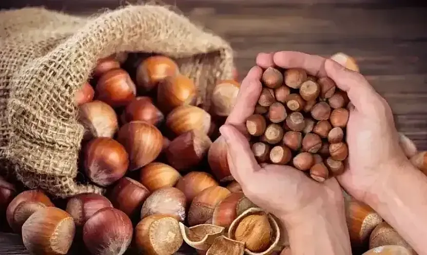 Samsun'da fındık 220 TL barajını aştı: İşte ilçe ilçe güncel fiyatlar!