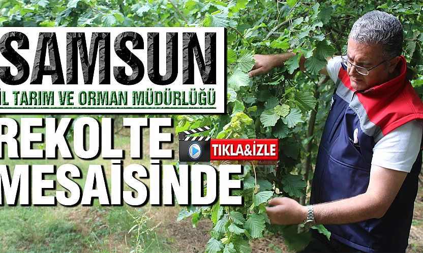 Samsun'da fındık rekolte çalışmaları başladı