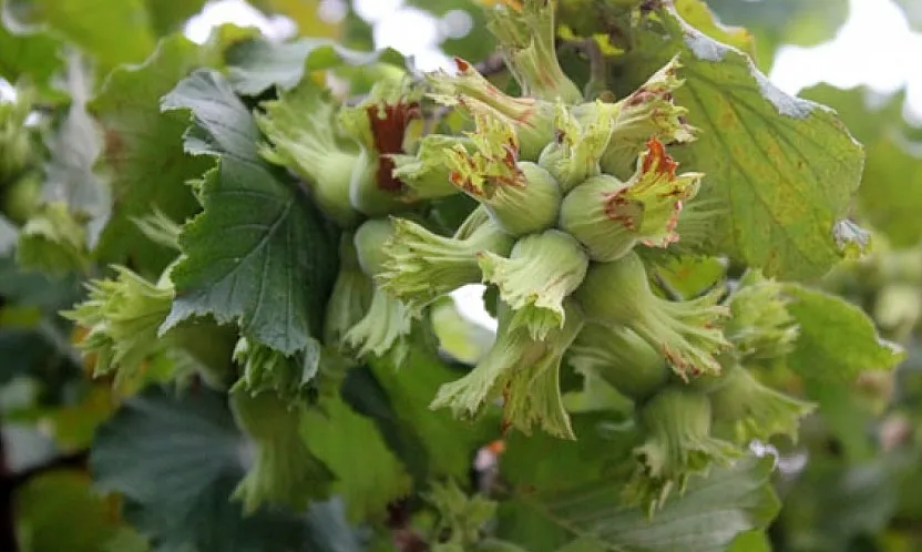 Samsun'da fındık üreticisi temkinli, gözler serbest piyasada