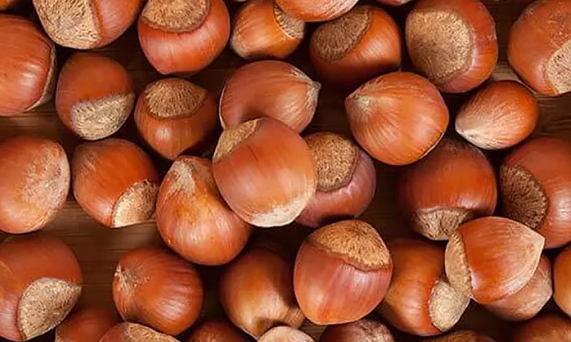 Samsun'da fındıkta 220 TL eşiği aşıldı : İlçelerde tablo yukarıyı gösteriyor