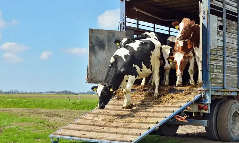 Samsun'da hayvan nakillerinde refah ve korunma eğitimi ile sınavı yapılacak