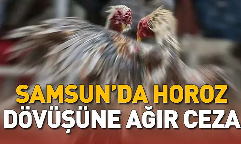 Samsun'da horoz dövüşüne ağır ceza