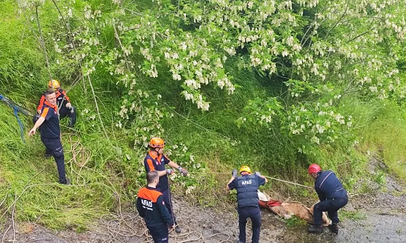 Samsun'da kayalıklara düşen düveler kurtarıldı