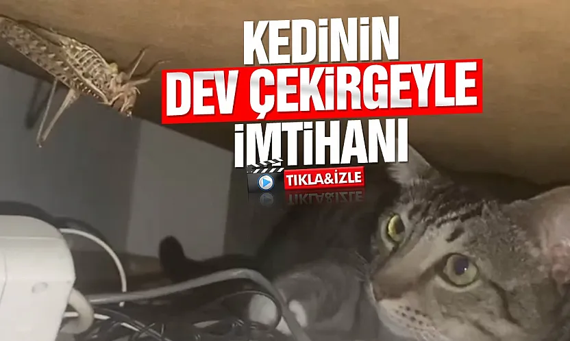 Samsun'da kedi ile dev çekirgenin nefes kesen karşılaşması
