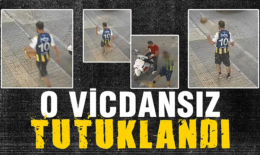Samsun'da kediye tekme atan şüpheli tutuklandı