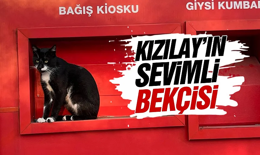Samsun'da Kızılay Kiosku kedi tarafından korunuyor