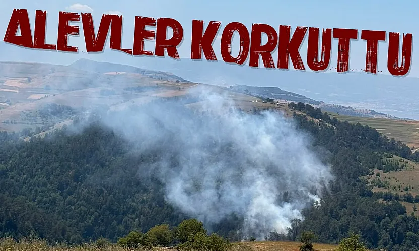 Samsun'da orman yangını