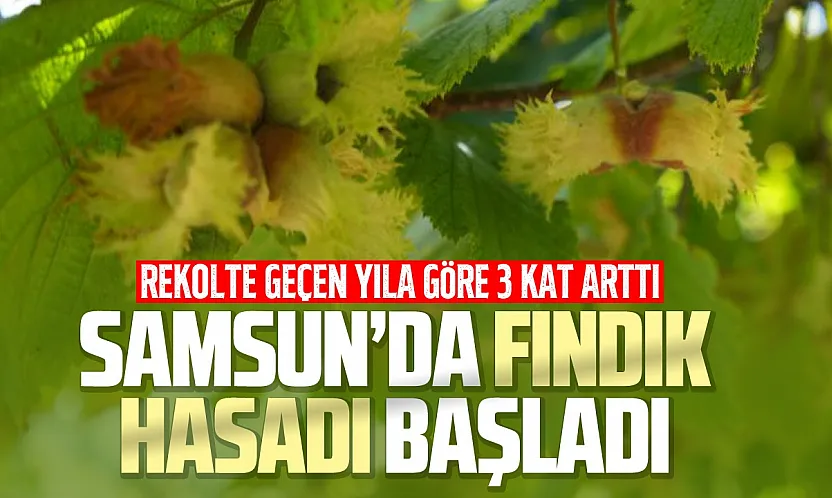 Samsun'da orta kesimlerde fındık hasadı başladı