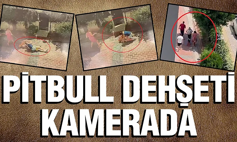Samsun'da Pitbull Dehşeti Küçük Kız Yere Savruldu, Köpeği Ağır Yaralandı