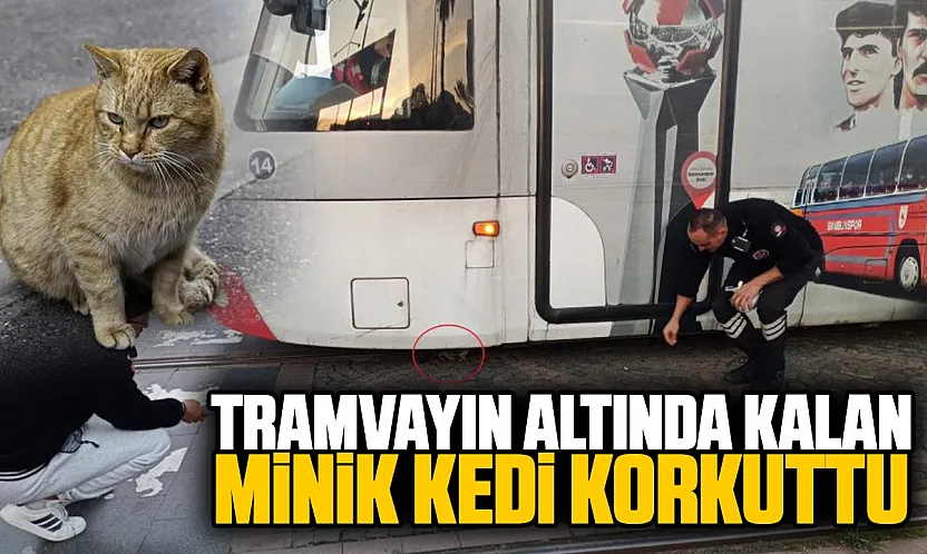 Samsun'da tramvayın altında kalan yavru kedi yürekleri ağza getirdi