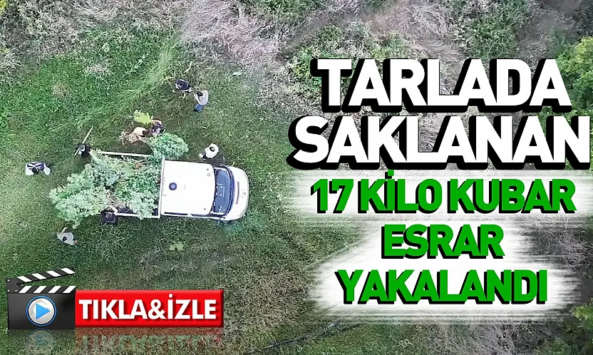 Samsun'da Tütünlerin arasına gizlenmiş esrar ve kenevir yakalandı