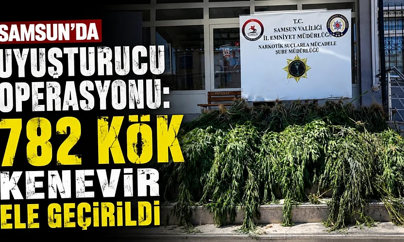 Samsun'da uyuşturucu operasyonu: Hasat edilmeye hazır 782 kök kenevir ele geçirildi