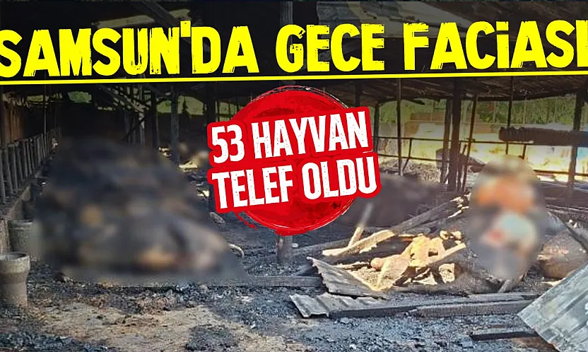 Samsun'da yangın: 53 büyükbaş hayvan telef oldu